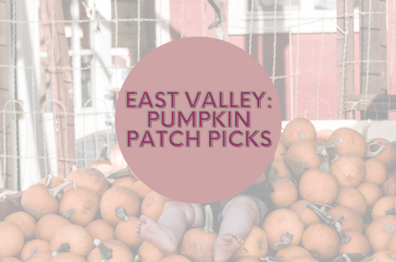 East Valley Moms: Perfect Pumpkin Patch Picks